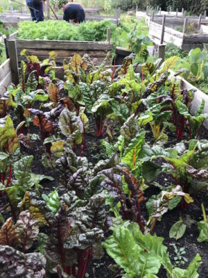 Mangold Beet