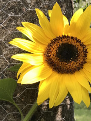 Sonnenblume